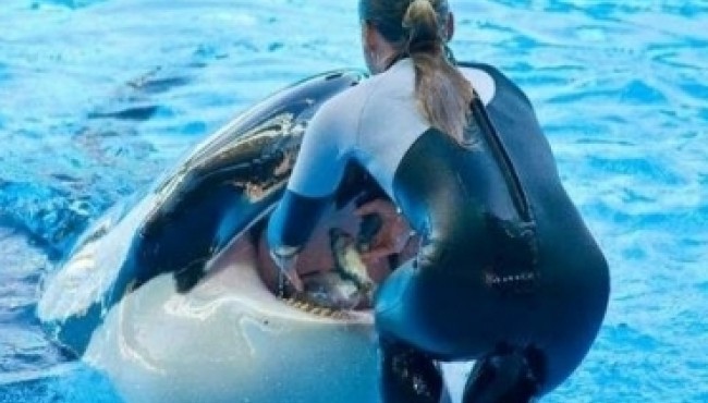 Untamed Wild: 10 Most Shocking Animal Attacks on Human